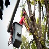 The World's Borough Tree Removal Experts